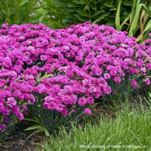 Dianthus x 'Goody Gumdrops' (Pinks)