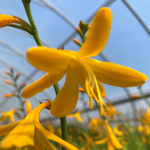 Crocosmia x crocosmiiflora ‘Norwich Canary’ (Montbretia)