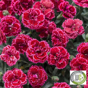 Dianthus x Fruit Punch® 'Black Cherry Frost' (Pinks)