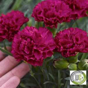 Dianthus x Fruit Punch® 'Cranberry Cocktail' (Pinks)
