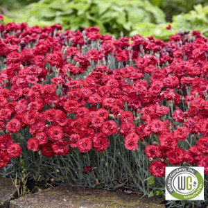 Dianthus x Fruit Punch® 'Maraschino' (Pinks)