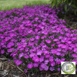 Dianthus x 'Paint the Town Fuchsia' (Pinks)