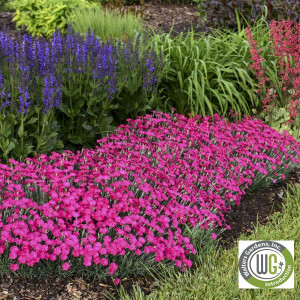 Dianthus x 'Paint the Town Magenta' (Pinks)