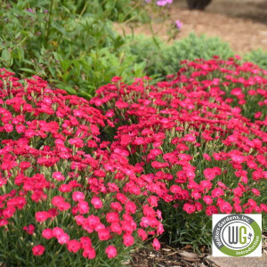 Dianthus x 'Paint the Town Red' (Pinks)
