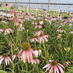 Echinacea x Pretty Parasols 'JS Engeltje' (Coneflower)