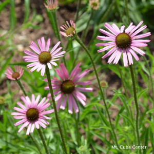 Echinacea tennesseensis 'Rocky Top' (Tennessee Coneflower)