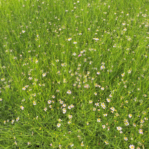 Coreopsis rosea (Tickseed)