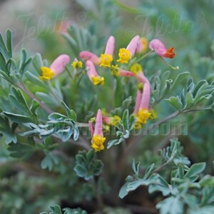 Corydalis sempervirens (Rock Harlequin)