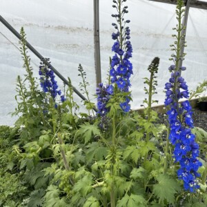 Delphinium x 'Blue Bird'