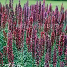 Echium amoenum (Red Feathers)