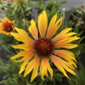 Gaillardia x grandiflora 'Amber Wheels' (Blanket Flower)