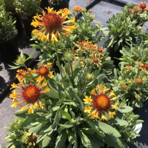 Gaillardia aristata 'Fire Wheels' (Blanket Flower)