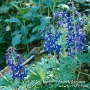 Delphinium tricorne (Dwarf Larkspur)