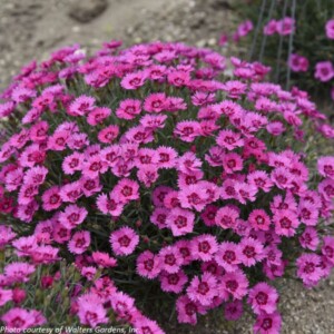 Dianthus x ‘Paint the Town Fancy’ (Pinks)