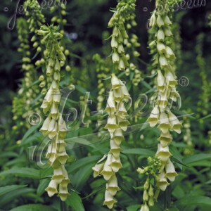 Digitalis lutea (Straw Foxglove)