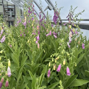 Digitalis thapsi (Spanish Foxglove)