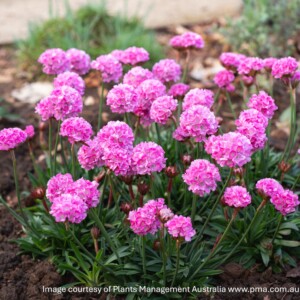 Armeria pseudarmeria Dreameria® ‘Daydream’ (Thrift)