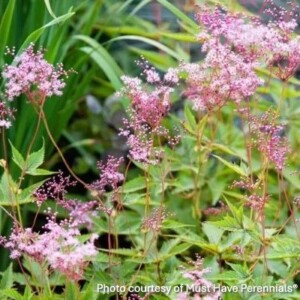 Filipendula x Red Umbrellas ‘Wbprest’ (Meadowsweet)