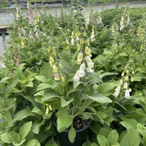 Digitalis purpurea subsp. heywoodii (Heywood's Foxglove)