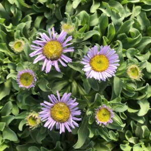 Erigeron glaucus ‘Beachboy Blue’ (Seaside Daisy)