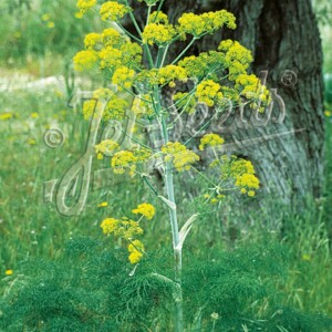 Ferula communis (Giant Fennel)